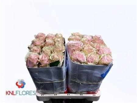 <h4>R Gr Pink Mondial Ec</h4>