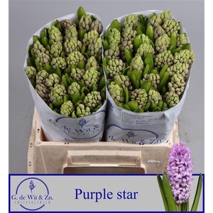 Hyac Purple Star