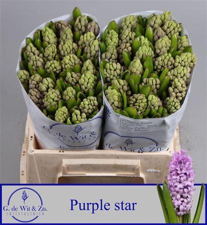 <h4>Hyac Purple Star</h4>