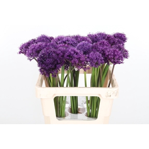 Allium Purper Sensation