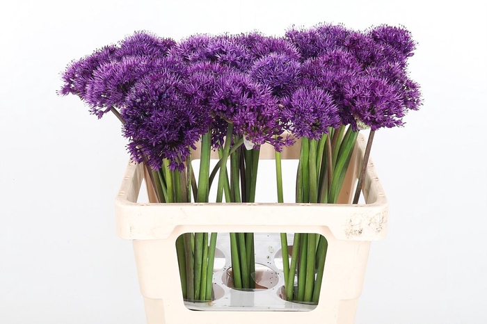 <h4>Allium Purper Sensation</h4>