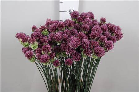 <h4>Allium sphaerocephalon</h4>