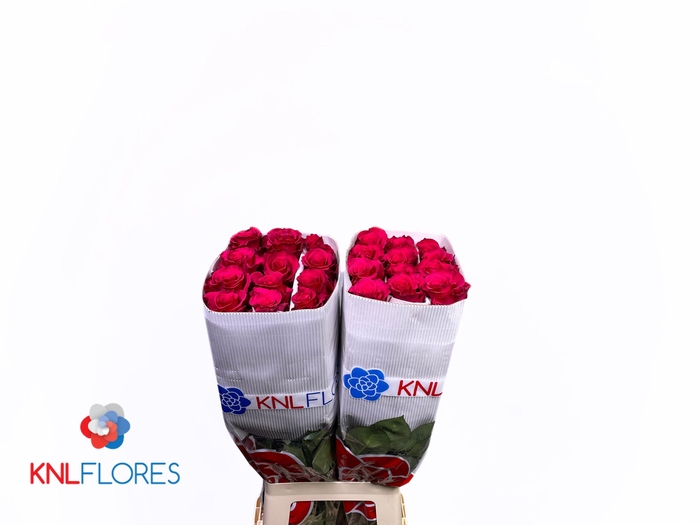 <h4>R GR JACARANDA</h4>