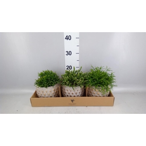 Rhipsalis   ...mix