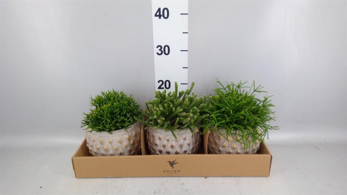 <h4>Rhipsalis   ...mix</h4>