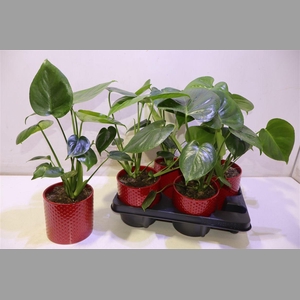 Arr Monstera Deliciosa In Keramiek