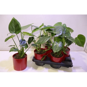 Arr Monstera Deliciosa In Keramiek