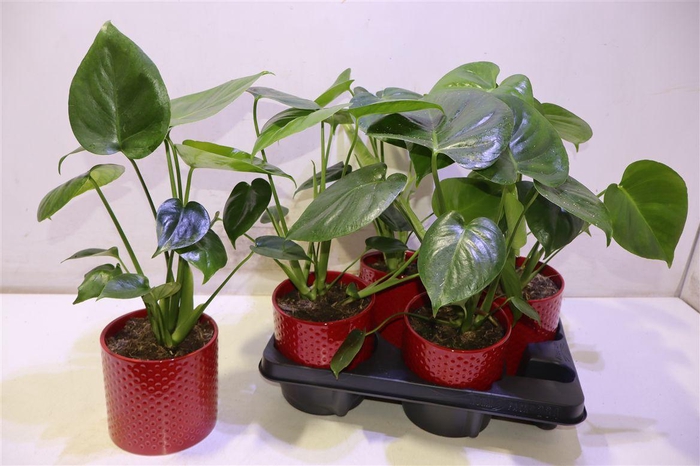 <h4>Arr Monstera Deliciosa In Keramiek</h4>