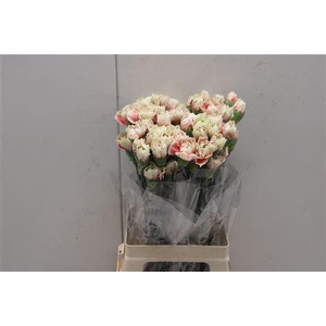 Di St Merletto Salmon