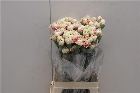 <h4>Di St Merletto Salmon</h4>