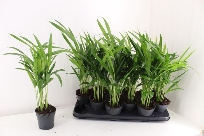 <h4>DYPSIS LUTESCENS</h4>