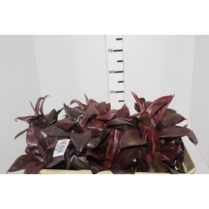 FOLHAGEM DRACENA BABY CHOCOLATE