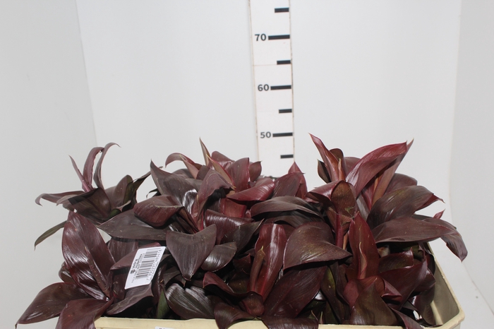 <h4>FOLHAGEM DRACENA BABY CHOCOLATE</h4>