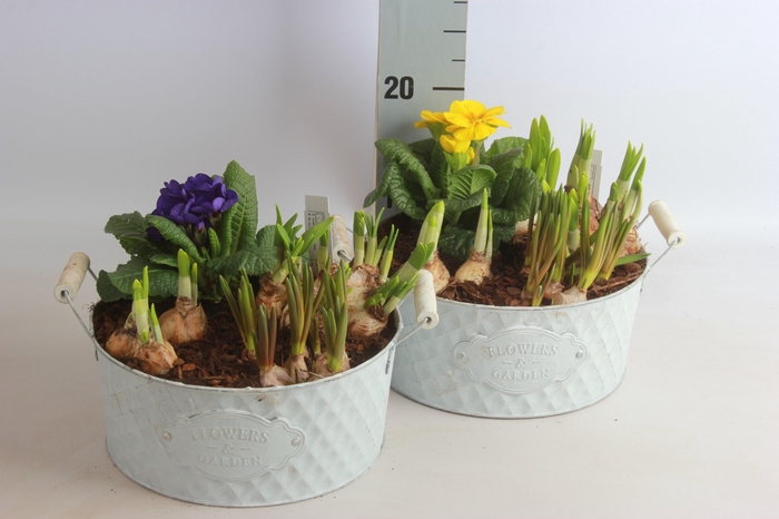 <h4>ARR TUINPLANTEN</h4>