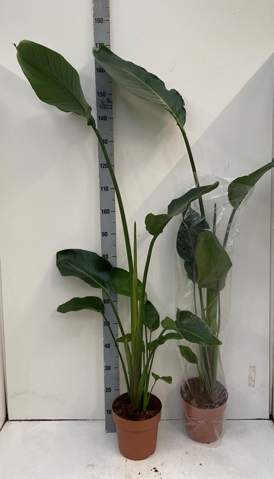 <h4>STRELITZIA NICOLAI</h4>