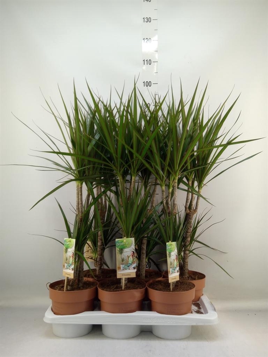 <h4>Dracaena marg.</h4>