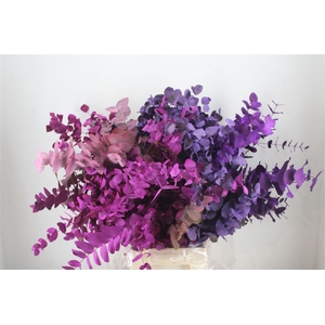 Euca Cinerea Mix Pink P Bunch