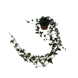 Hedera helix Shamrock - medium long