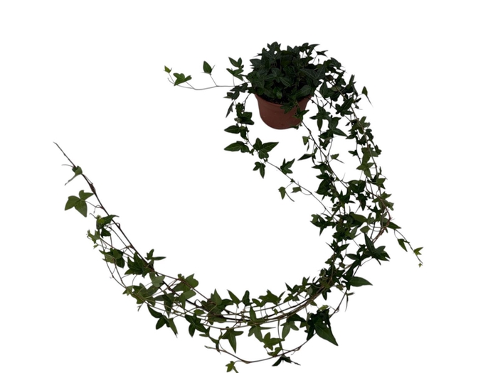 <h4>Hedera helix Shamrock - medium long</h4>