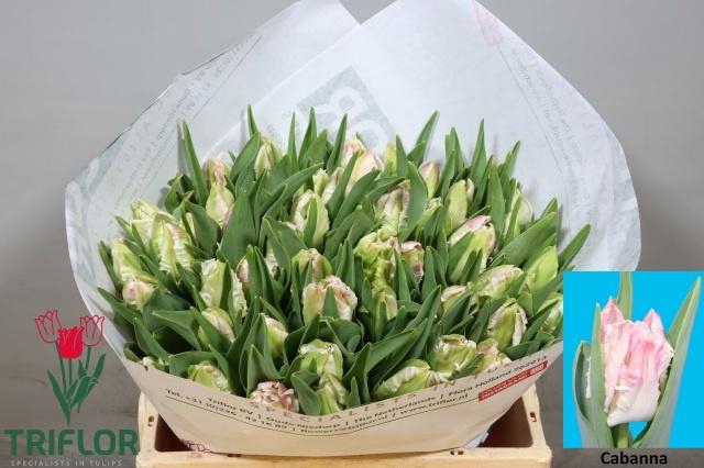 <h4>TU PA CABANNA</h4>