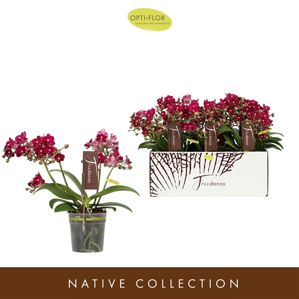 <h4>Phal Freedanzo Sparrow</h4>