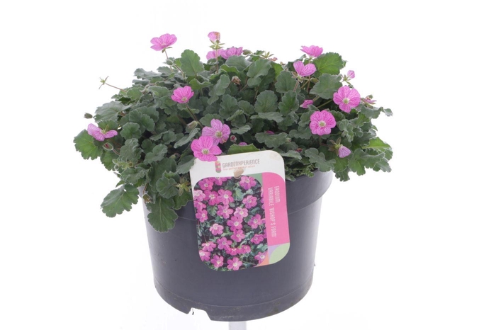 <h4>Erodium var. Bishop's Form</h4>