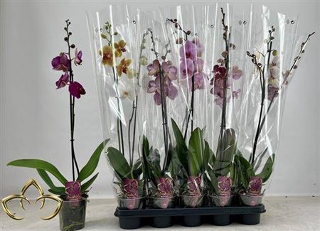 <h4>Phal Gem 1 Branche 10+</h4>