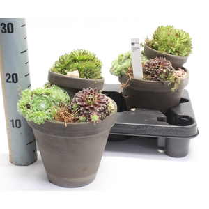 ARR SEMPERVIVUM