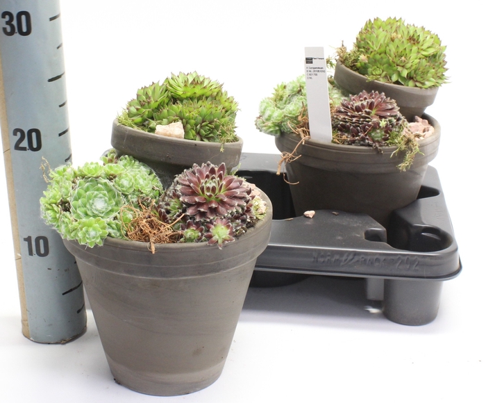 <h4>ARR SEMPERVIVUM</h4>