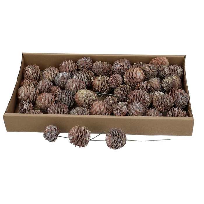 <h4>Dennenappels Gladrum/draad x50</h4>