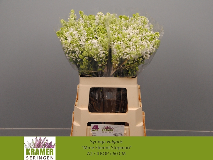 <h4>SYR V MME FL STEPMAN</h4>