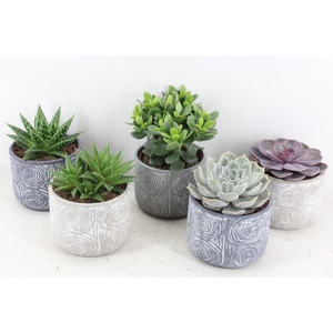 arr3 OV - Ker. Toledo x5