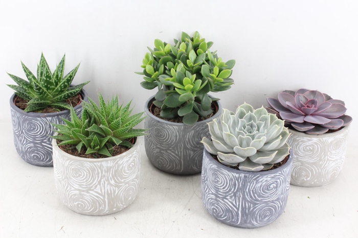 <h4>arr3 OV - Ker. Toledo x5</h4>