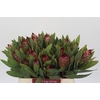 Protea Robijn