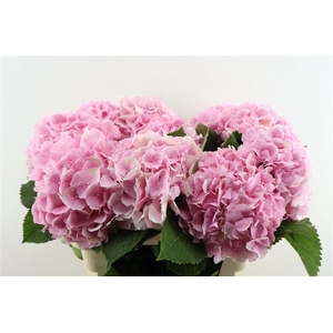Hydr M Verena Pink 80-24