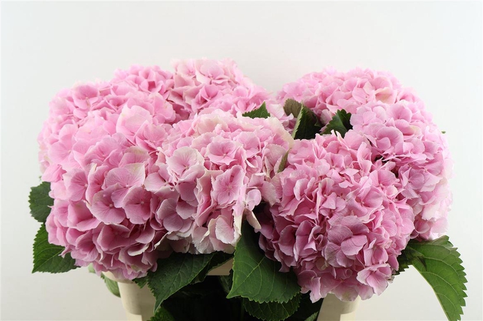 <h4>Hydr M Verena Pink 80-24</h4>
