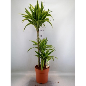 Dracaena fr de 'LemonLime'