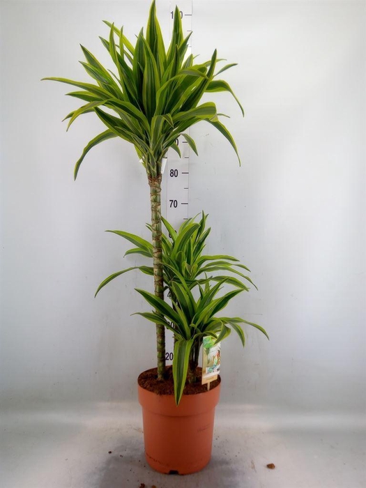<h4>Dracaena fr de 'LemonLime'</h4>