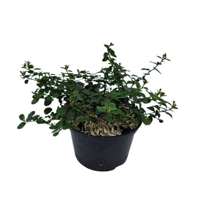 <h4>Ceanothus overig</h4>