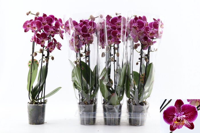 <h4>PHAL EL CASCADE</h4>