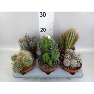 Cactus   ...mix