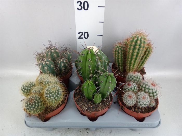 <h4>Cactus   ...mix</h4>