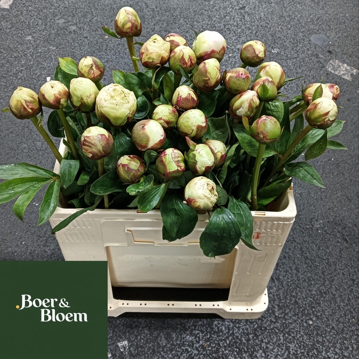 <h4>PAEO L BOWL OF CREAM</h4>