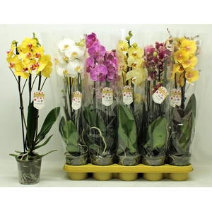 PHAL GEM