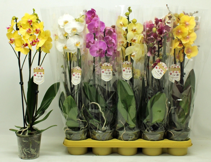 <h4>PHAL GEM</h4>