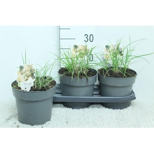 Miscanthus Sinensis Ferner Osten
