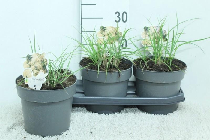 <h4>Miscanthus Sinensis Ferner Osten</h4>