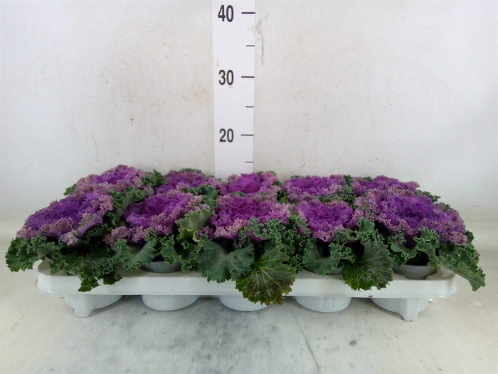 <h4>Brassica oler.  ...curled</h4>
