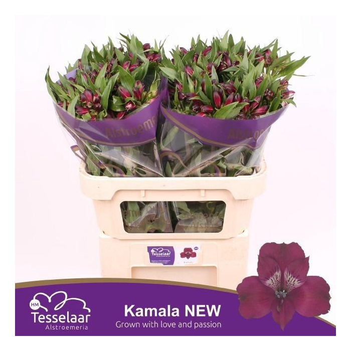 <h4>Alstr Kamala</h4>