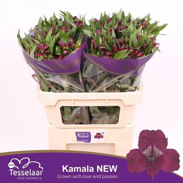 <h4>ALSTR KAMALA</h4>